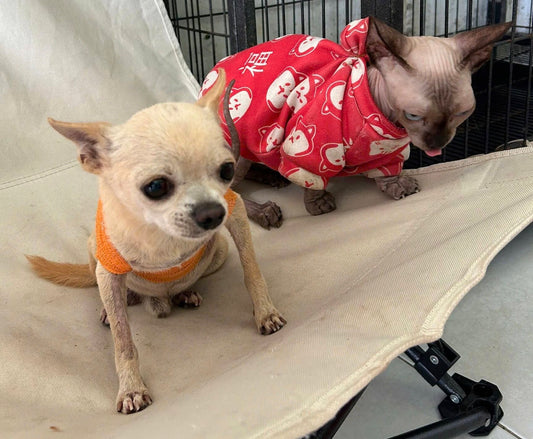 🐾 Chăm sóc thú cưng toàn diện tại Phòng khám thú y Đông A Pet – Trà Vinh