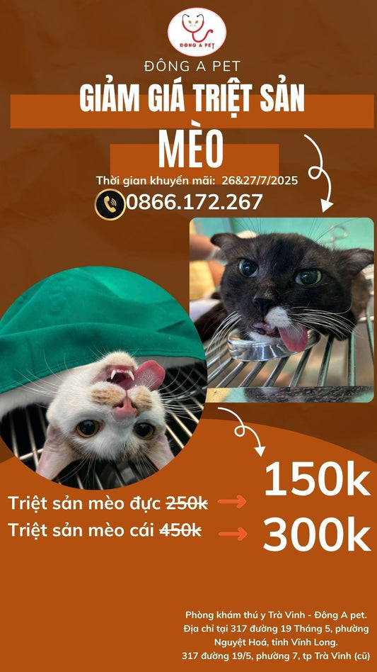 KHUYẾN MÃI ĐẶC BIỆT – TRIỆT SẢN MÈO TRONG 2 NGÀY DUY NHẤT