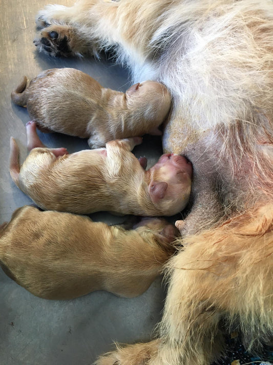 Chăm sóc chó, mèo mang thai tại phòng khám thú y Trà Vinh-Đông A pet