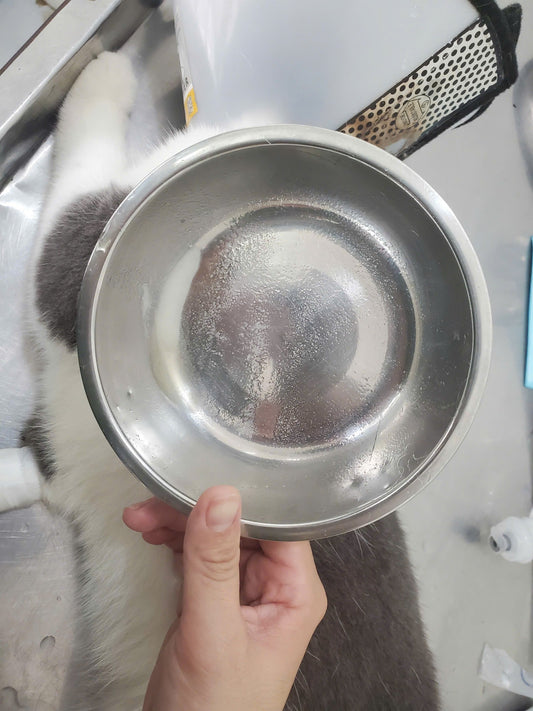 Mèo Bị Bí Tiểu, Sạn Bàng Quang: Ca Bệnh Của Bé Bơ Tại Đông A Pet