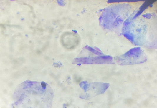 TẠI SAO CÙNG LÀ "SOI DA THÚ CƯNG", NHƯNG CÓ NƠI 30.000đ – CÓ NƠI 200.000đ? 🐾🔬