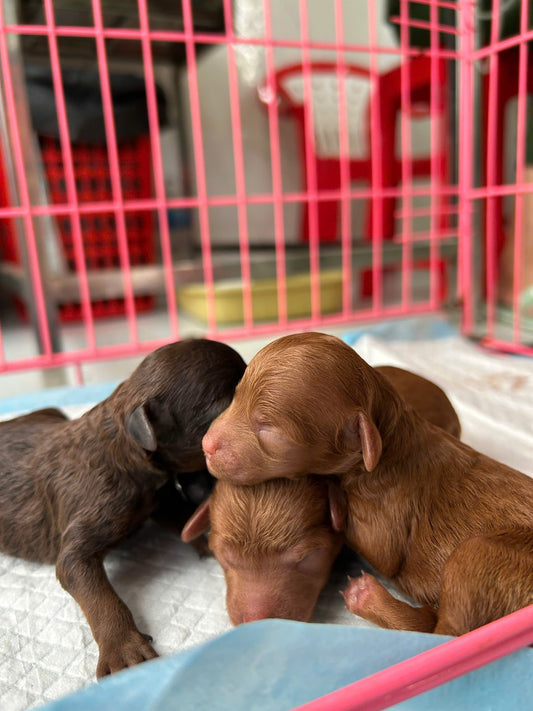 Phẫu thuật lấy thai cấp cứu trên chó tại Trà Vinh - Thú y Đông A pet