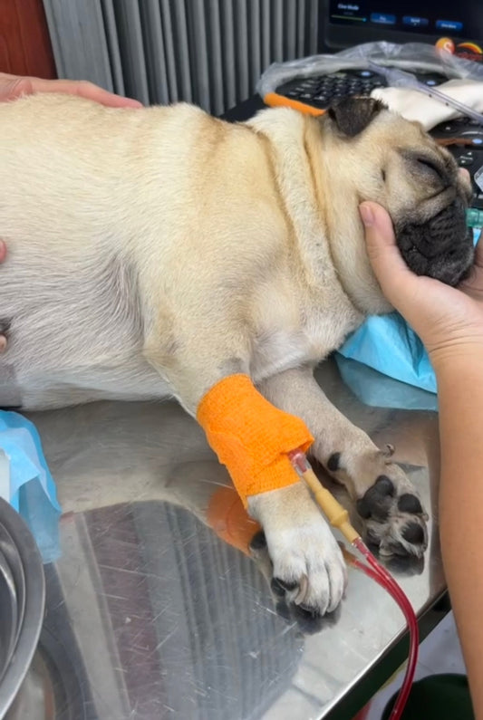 Thú Y Trà Vinh: Cấp Cứu Thành Công Bé Pug 5 Tuổi Thiếu Máu Nặng | Đông A Pet