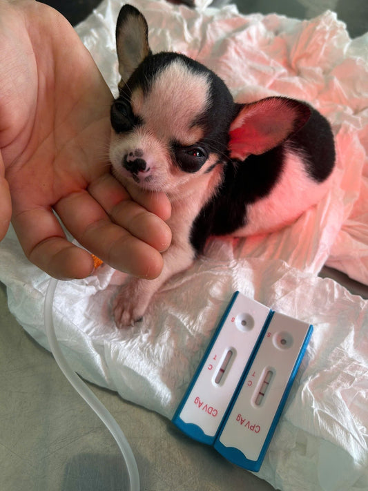 Bệnh Parvo ở chó