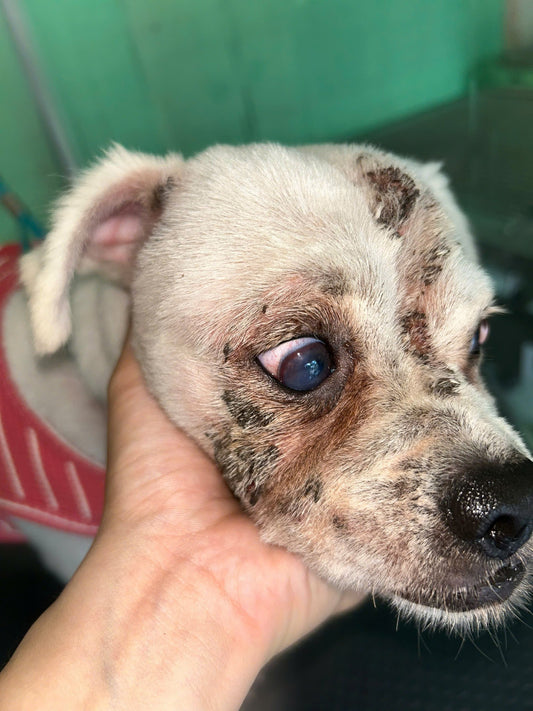 Viêm da trên chó được điều trị tại phòng khám Trà Vinh-Đông A pet