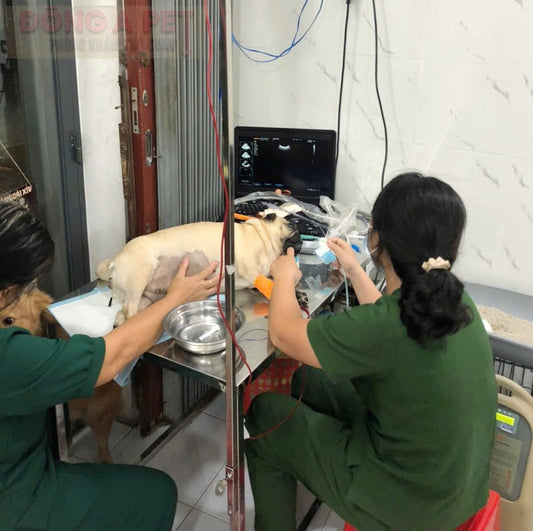 Truyền máu cho chó tại Trà Vinh