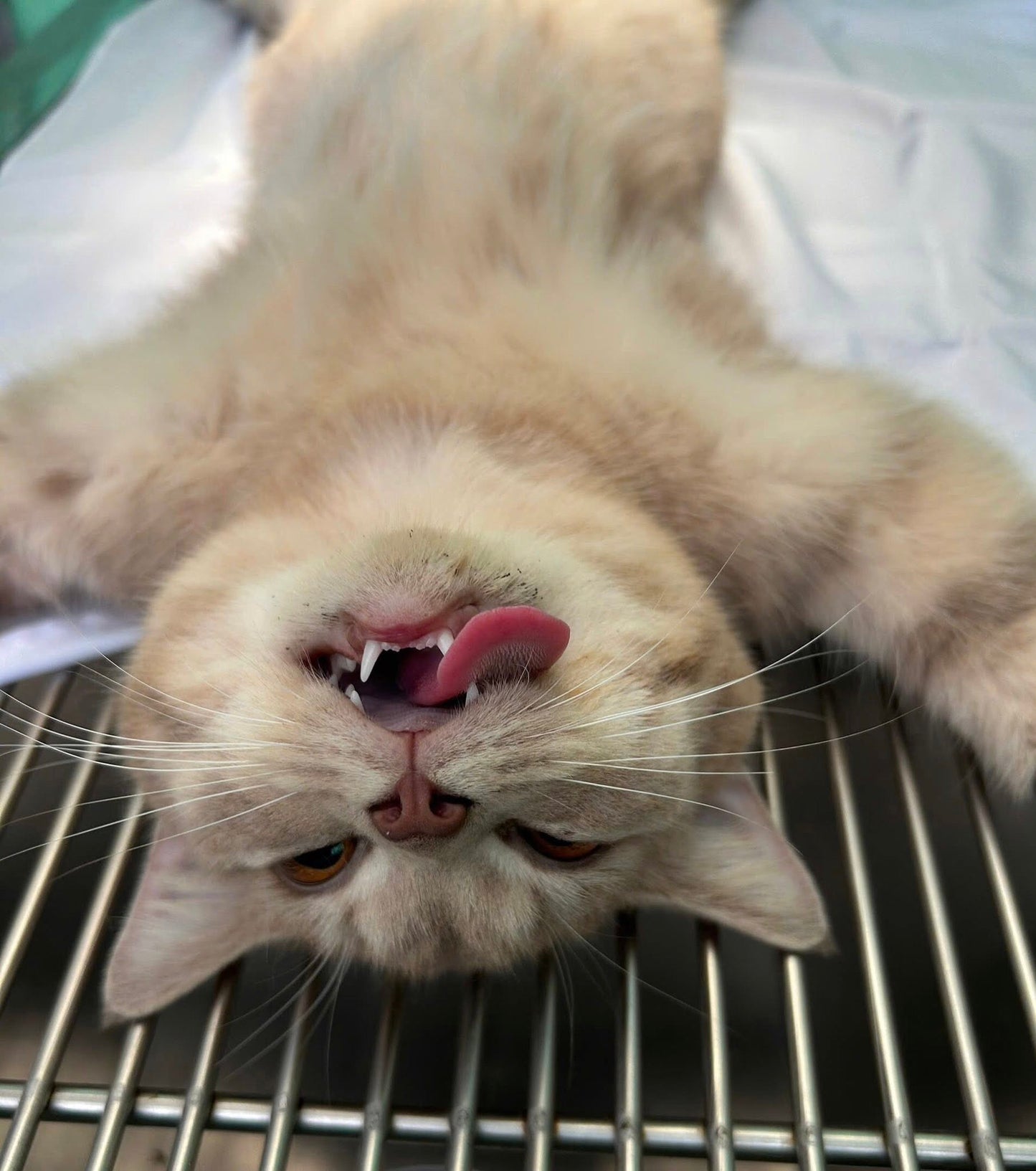 Triệt sản mèo cái