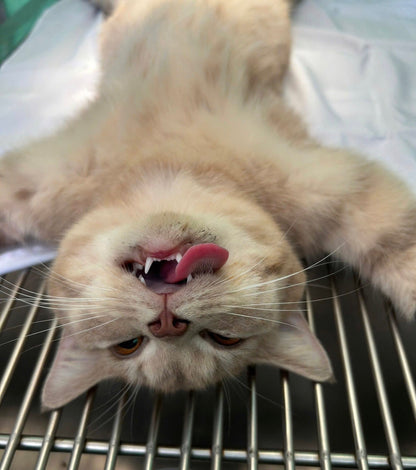 Triệt sản mèo cái