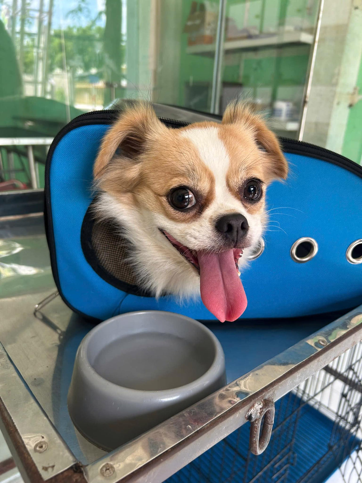 Tiêm ngừa chó mèo tại Trà Vinh