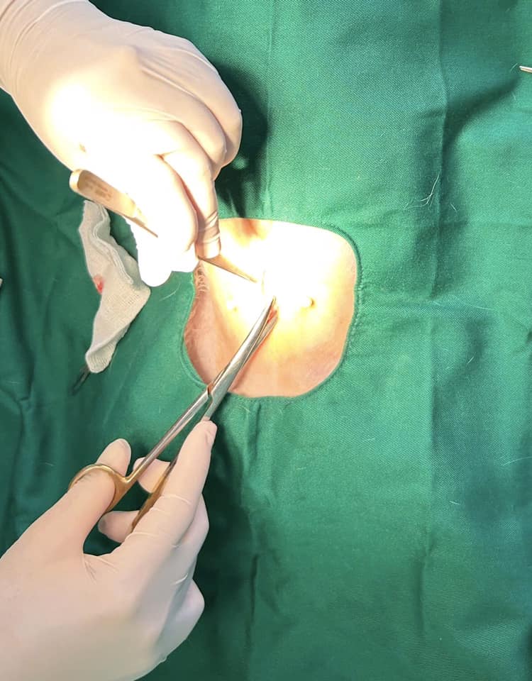 Triệt sản mèo cái