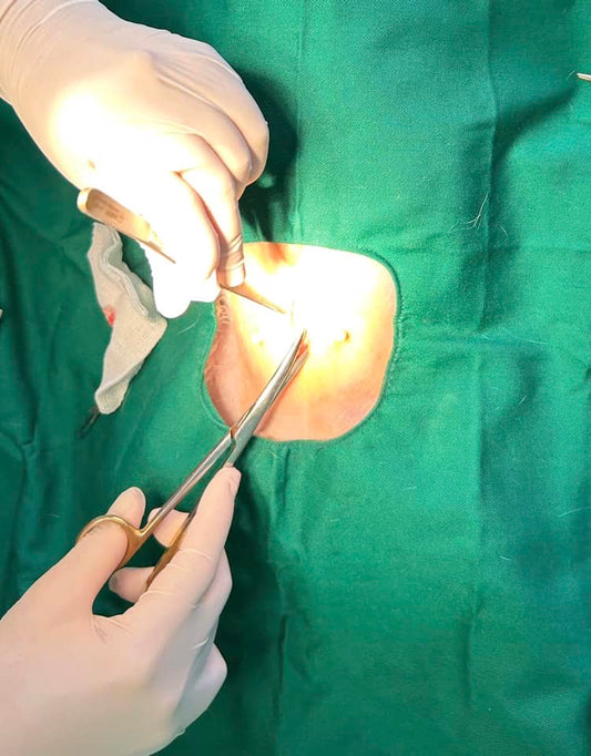 Triệt sản mèo cái