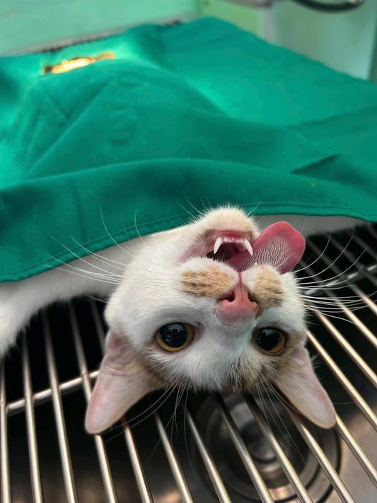 Triệt sản mèo cái tại Trà Vinh