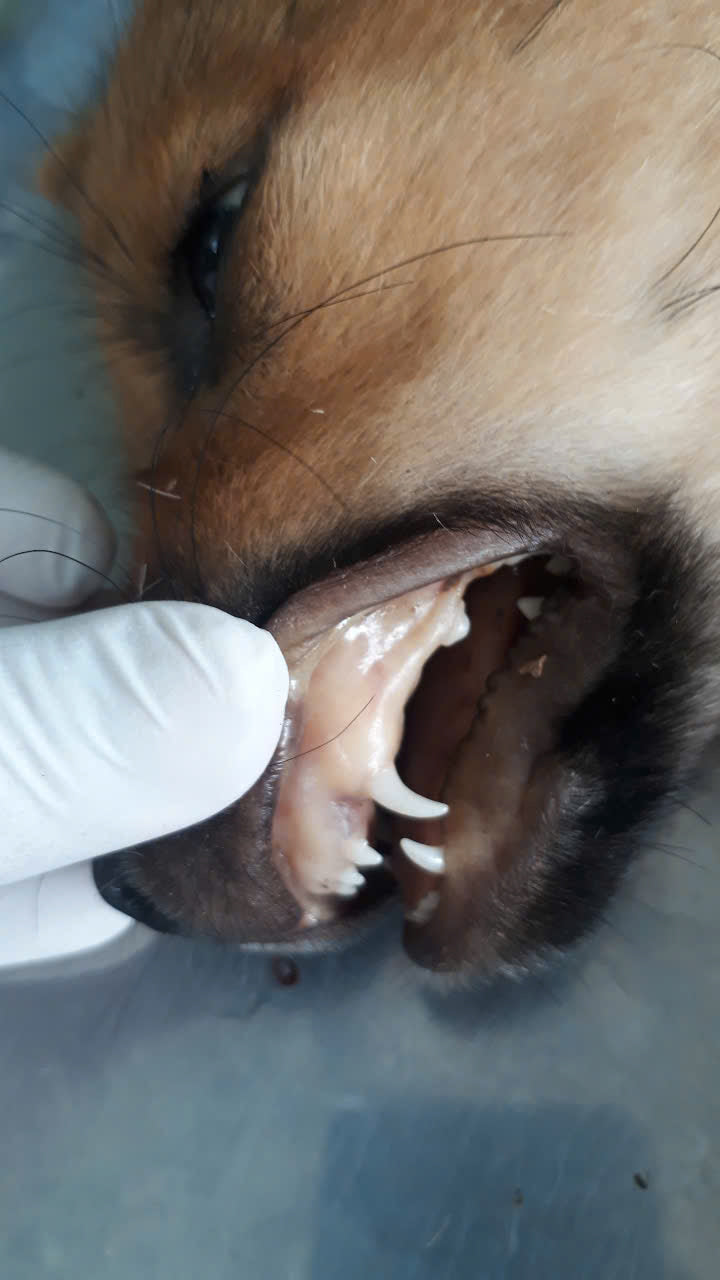 Xét nghiệm công thức máu